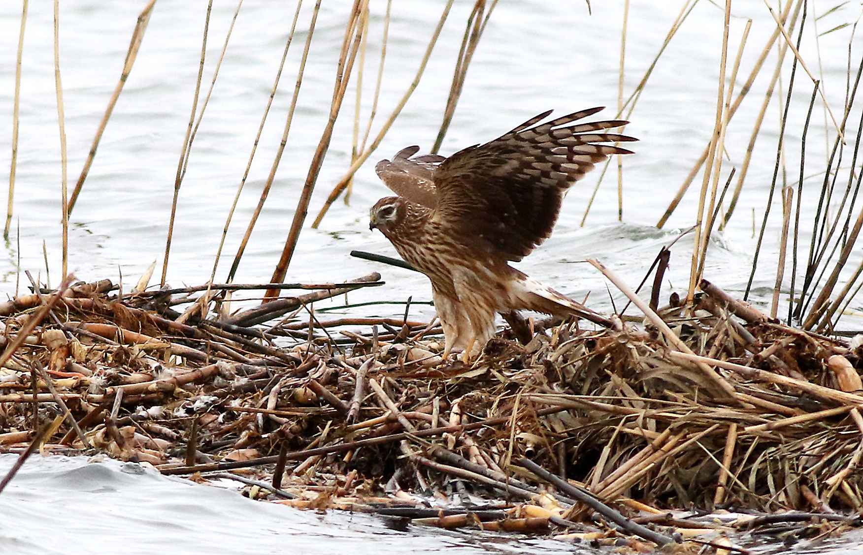 Hen Harrier